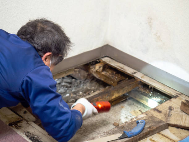 Best Affordable Mold Removal  in Solana, FL
