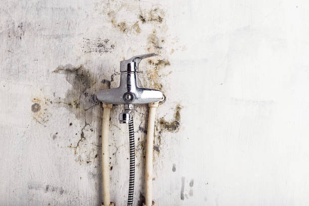 Best Mold Testing  in Solana, FL