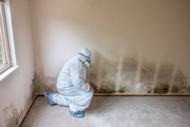 Best Mold Damage Repair  in Solana, FL