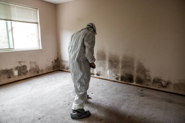 Best Certified Mold Removal  in Solana, FL