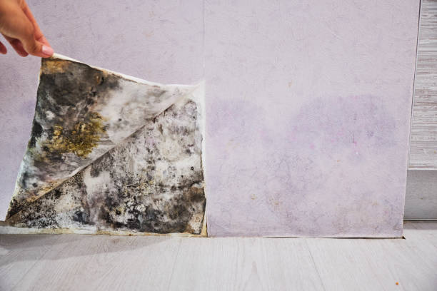 Best Attic Mold Removal  in Solana, FL
